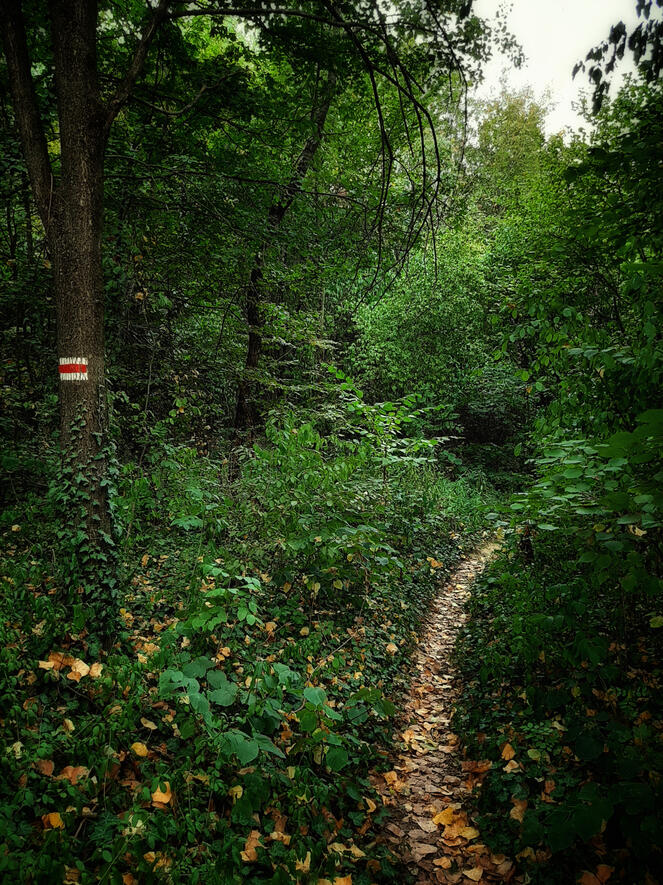 Ösvény a rengetegbe